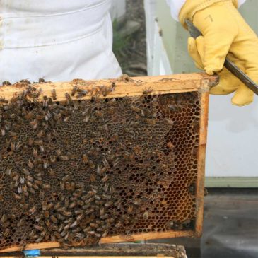Residential Beekeeping