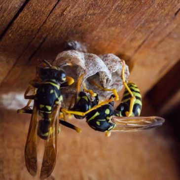 Yellowjacket Control for the Beekeeper