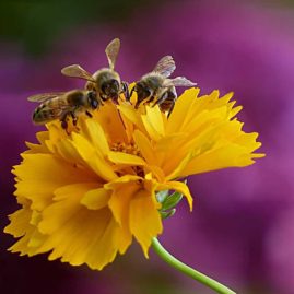 honey bees on flower