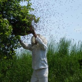 beekeeper collecting swarm of bees