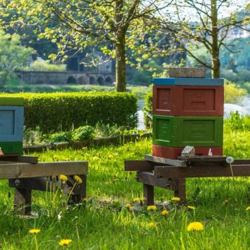 Residential Beekeeping: The Background