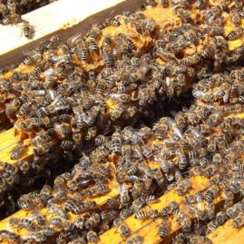 honey bees on top of frames