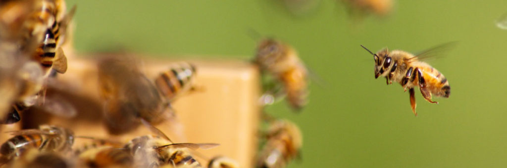 Honey bees bees at hive entrance