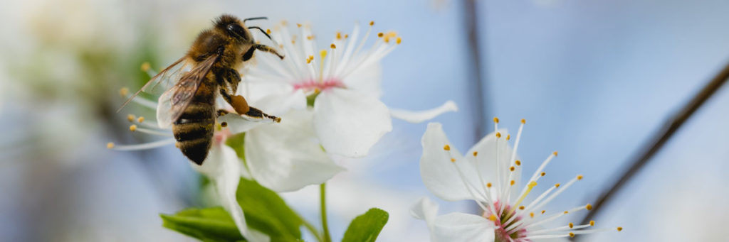 Honey bee on white flower