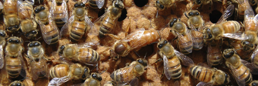 Queen honey bee with workers on frame