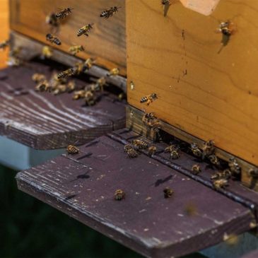 Oregon Beekeeping Allowed and Our Response to Coronavirus (COVID-19)