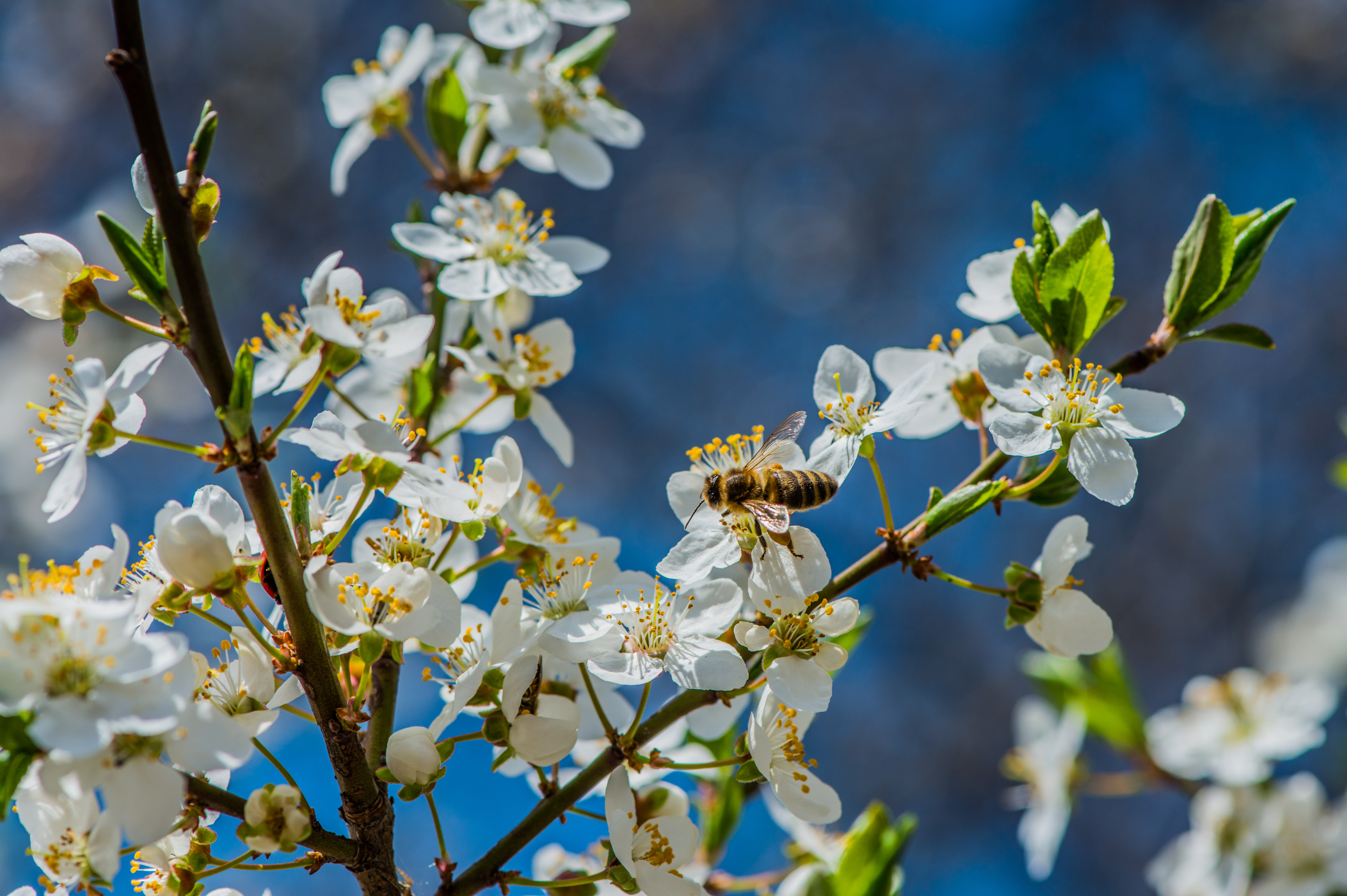 Honey bee with apple blossom