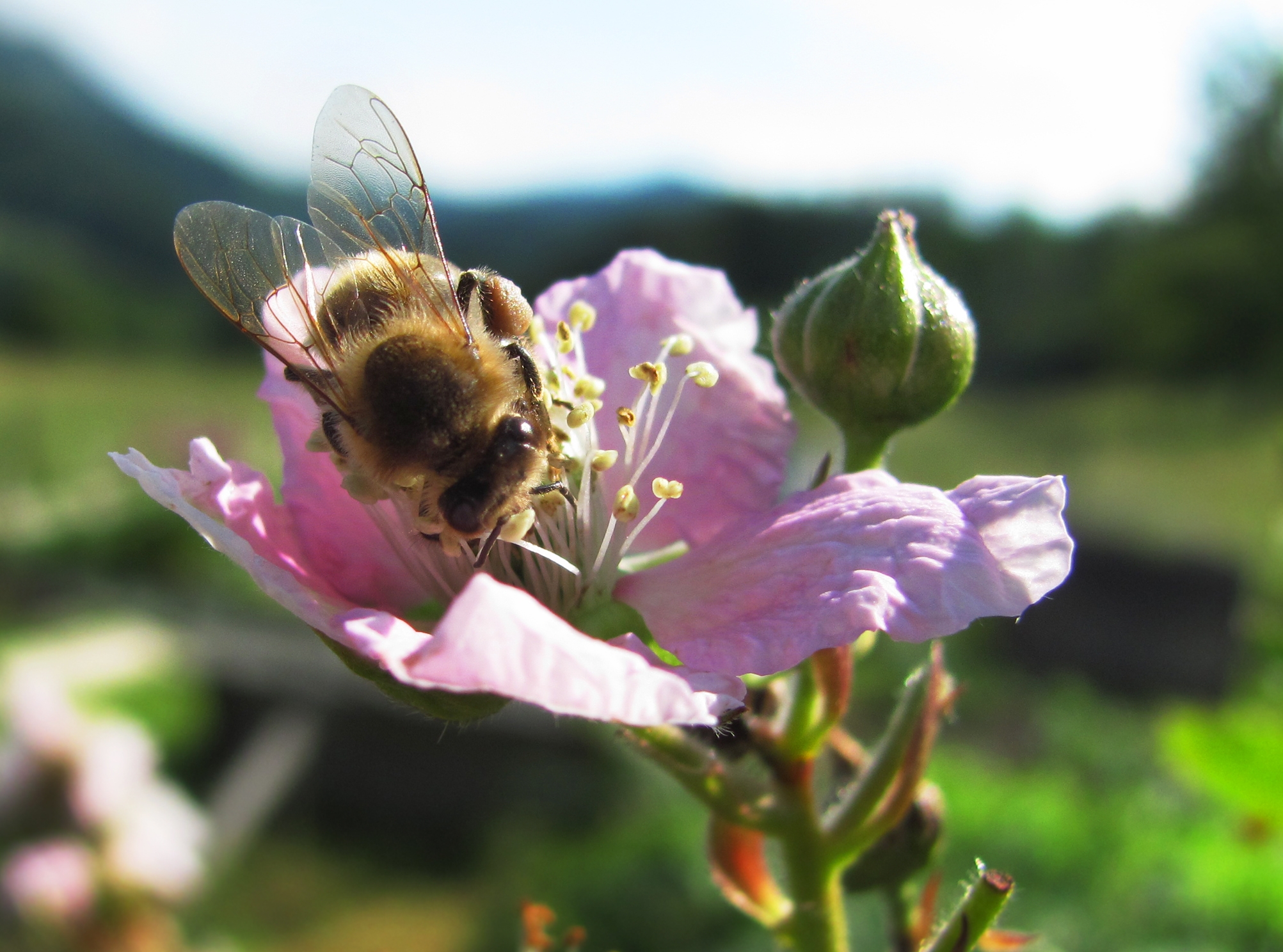 honey bee on pink flower