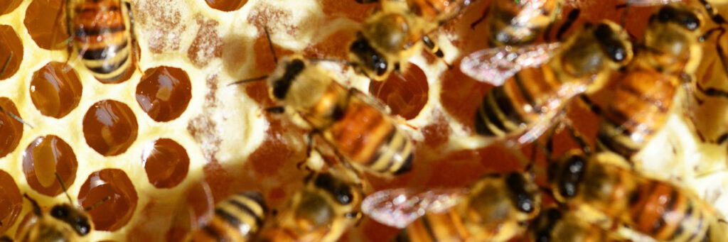 bees on frame with honey