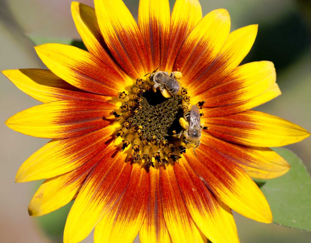 Honey bees on sunflower
