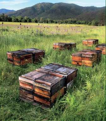 Willamette Valley Beekeepers Association